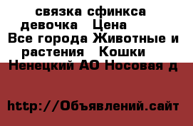 связка сфинкса. девочка › Цена ­ 500 - Все города Животные и растения » Кошки   . Ненецкий АО,Носовая д.